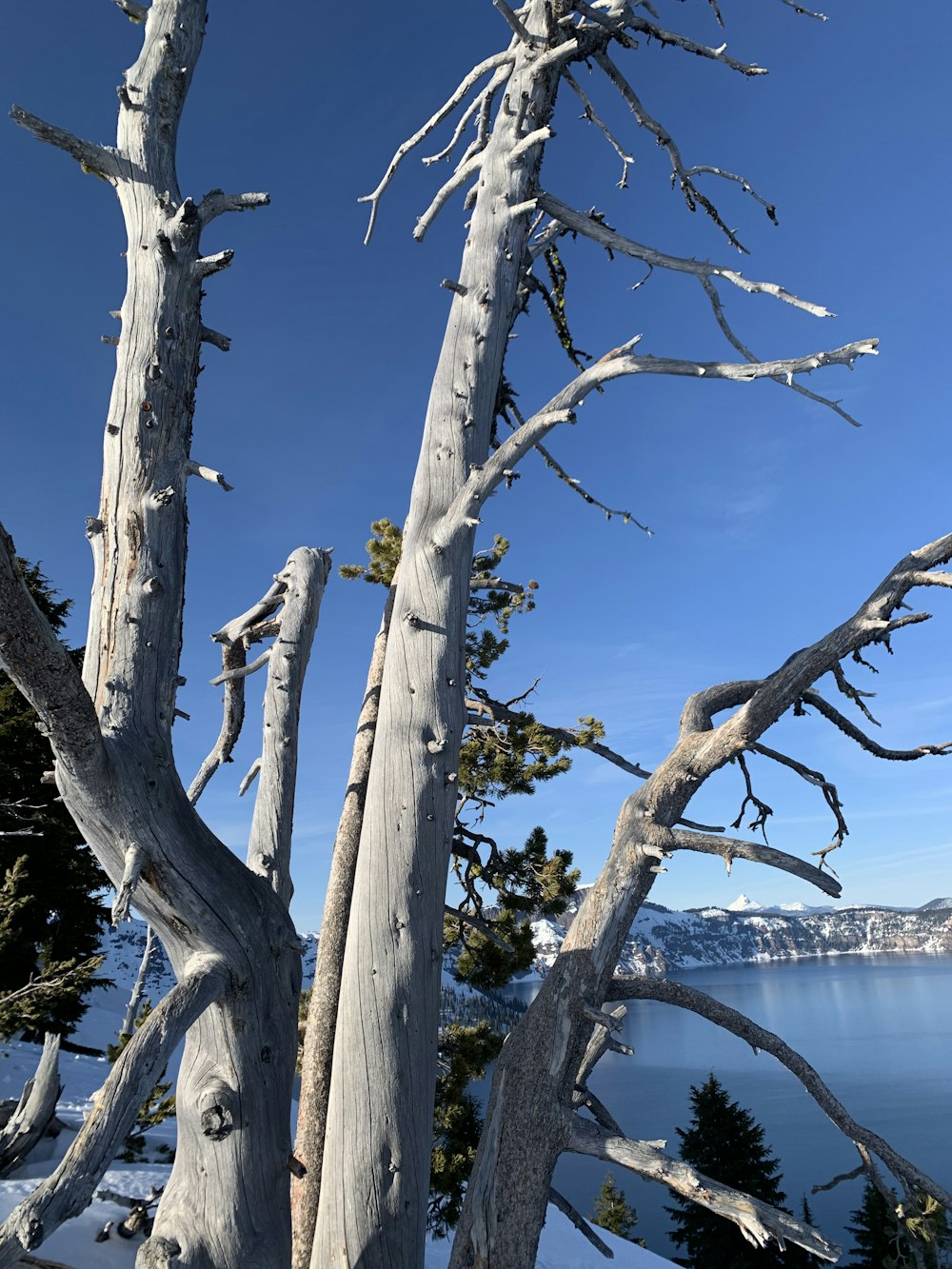 white tree branch near body of water during daytime