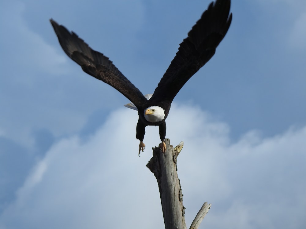 black and white eagle on brown tree branch during daytime