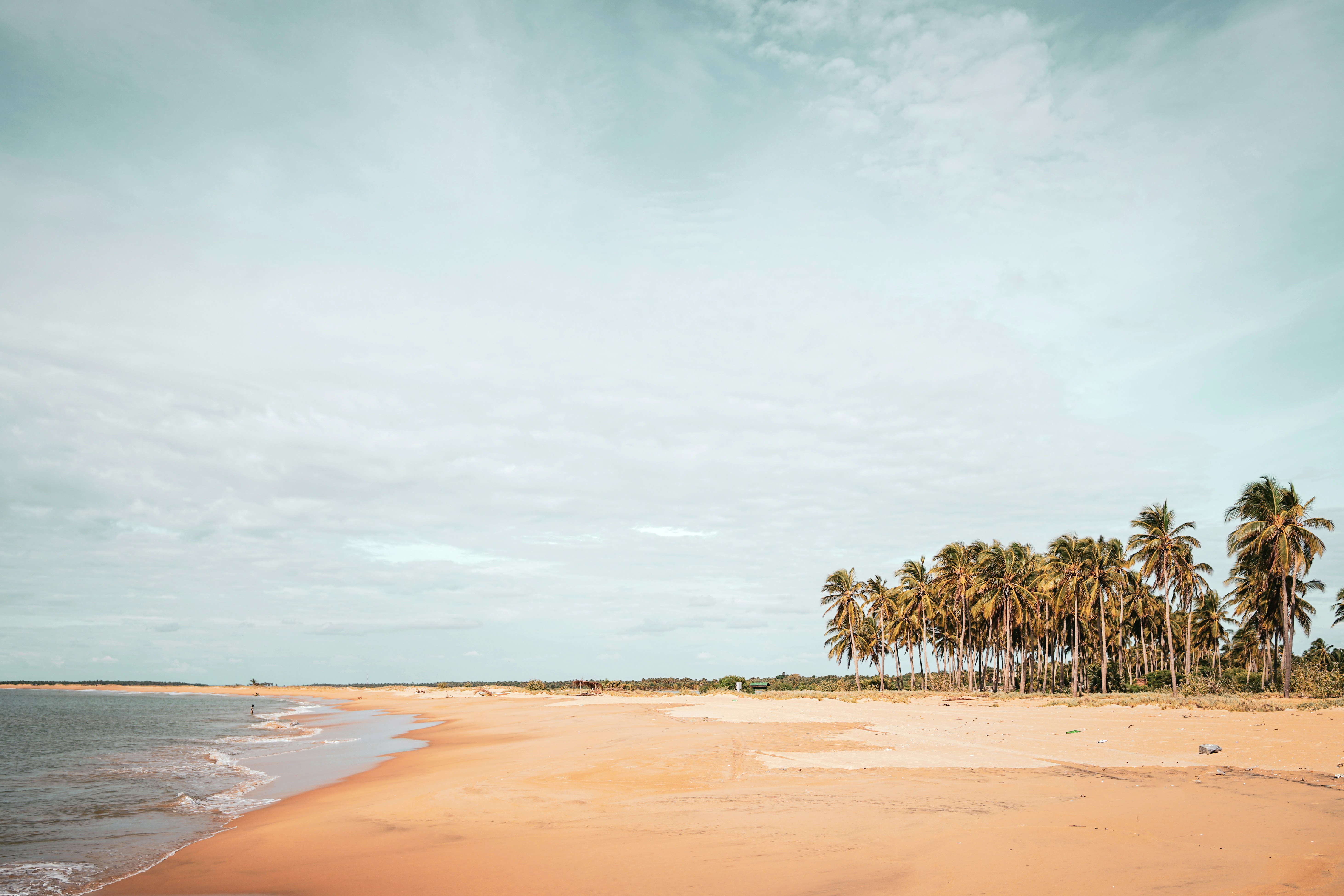 palm trees on beach shore during daytime