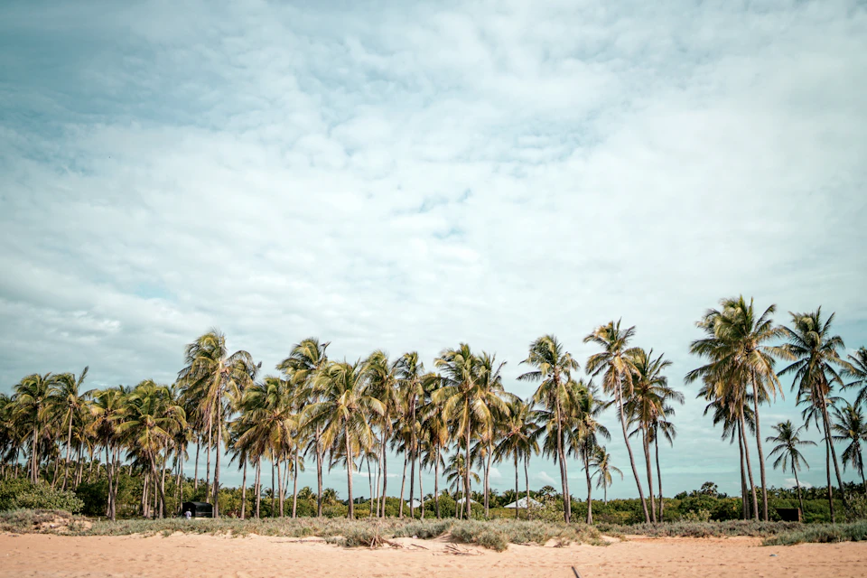 Serene tropical beach scene features palm trees swaying in gentle breeze against blue sky