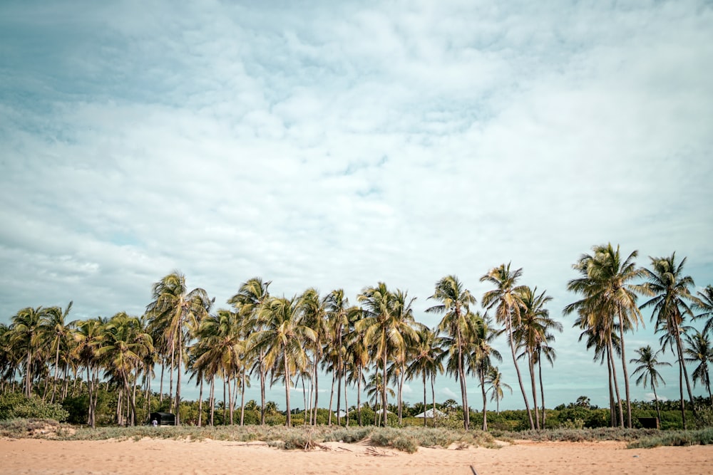 coconut trees on brown sand under white clouds during daytime