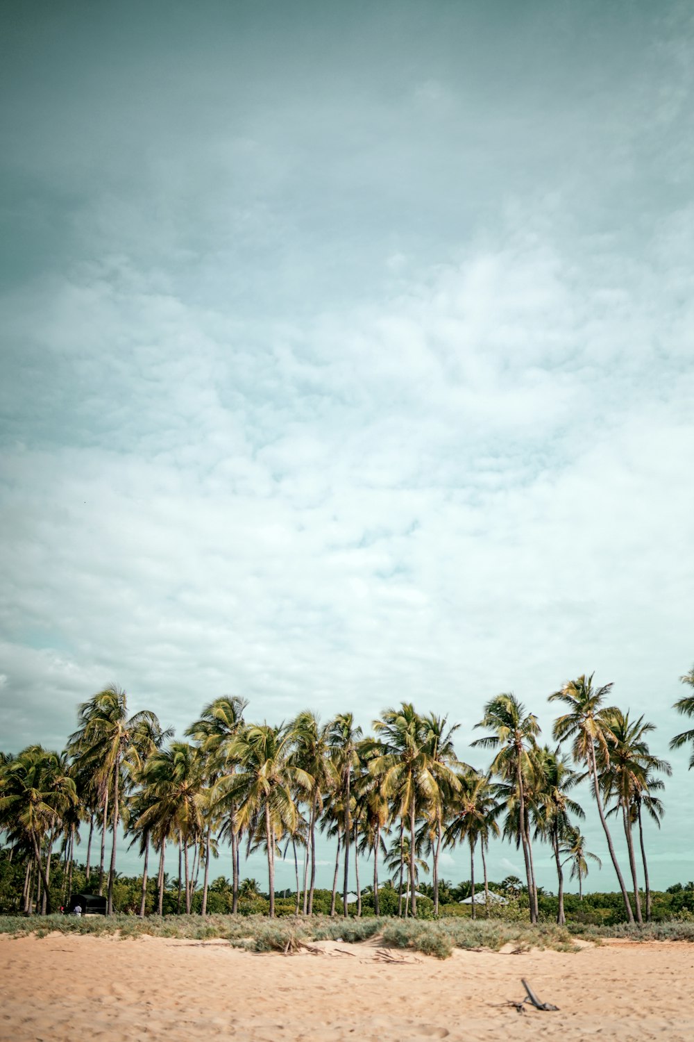 green palm trees under white clouds