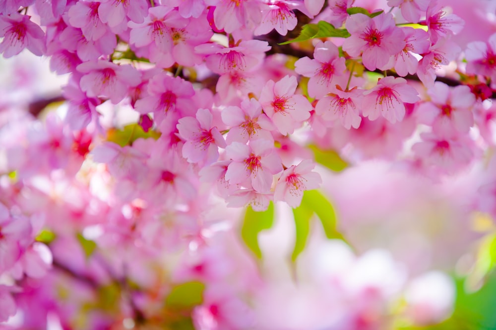 pink and white flowers in tilt shift lens