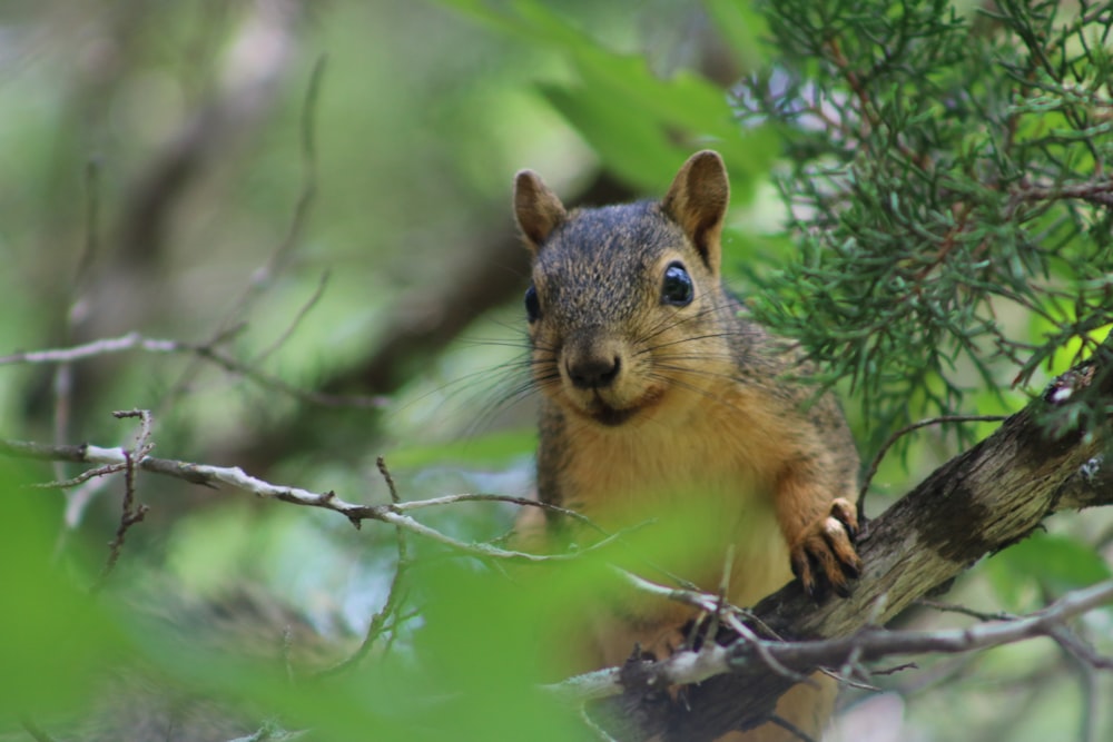 brown squirrel on tree branch during daytime