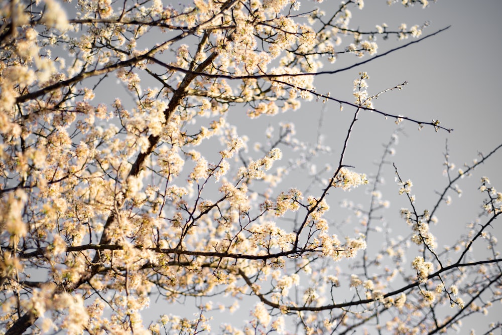 white cherry blossom tree during daytime