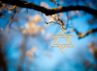 white and brown star on brown tree branch