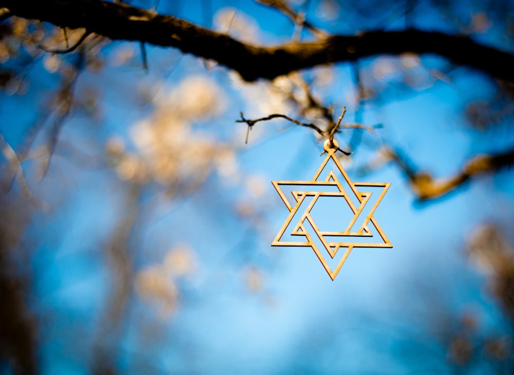 white and brown star on brown tree branch