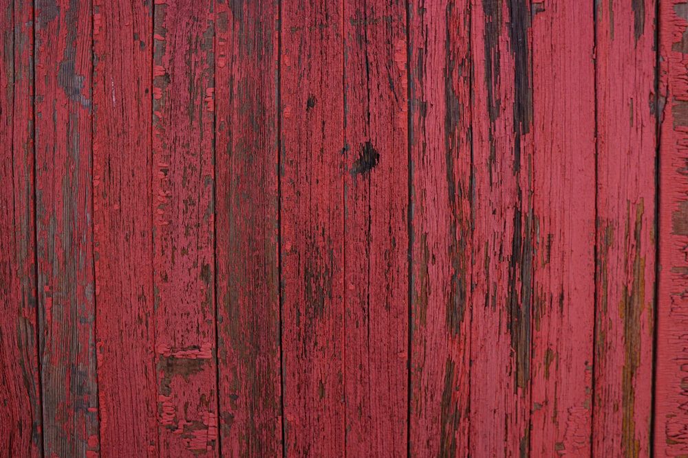 black insect on red wooden surface