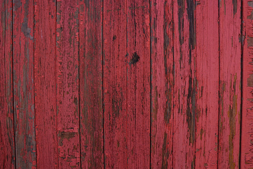 Insecte noir sur surface en bois rouge