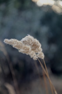 Close-up of softly bleached pampas grass in natural light highlighting its delicate texture against a muted beige background.