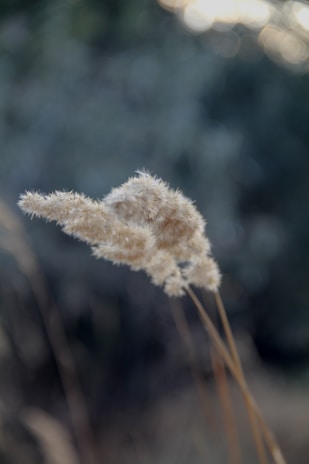Close-up of softly bleached pampas grass in natural light highlighting its delicate texture against a muted beige background.