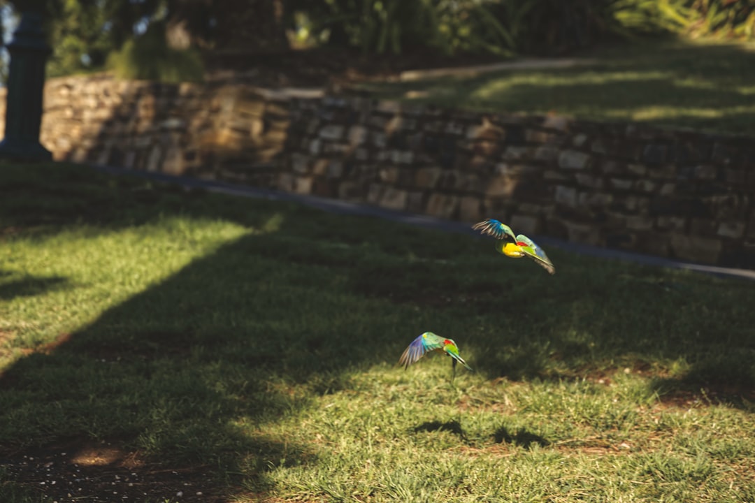 blue yellow and green bird on green grass during daytime