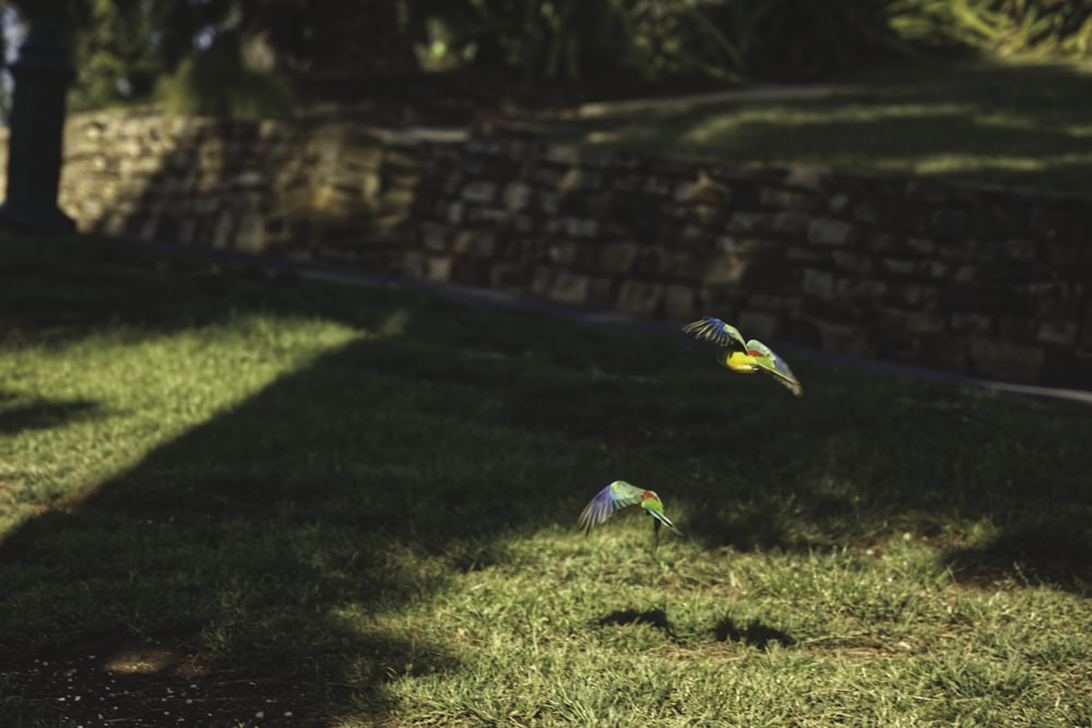 blue yellow and green bird on green grass during daytime