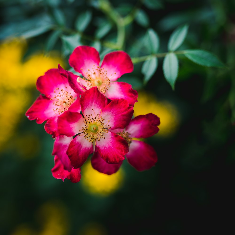 pink flower in tilt shift lens