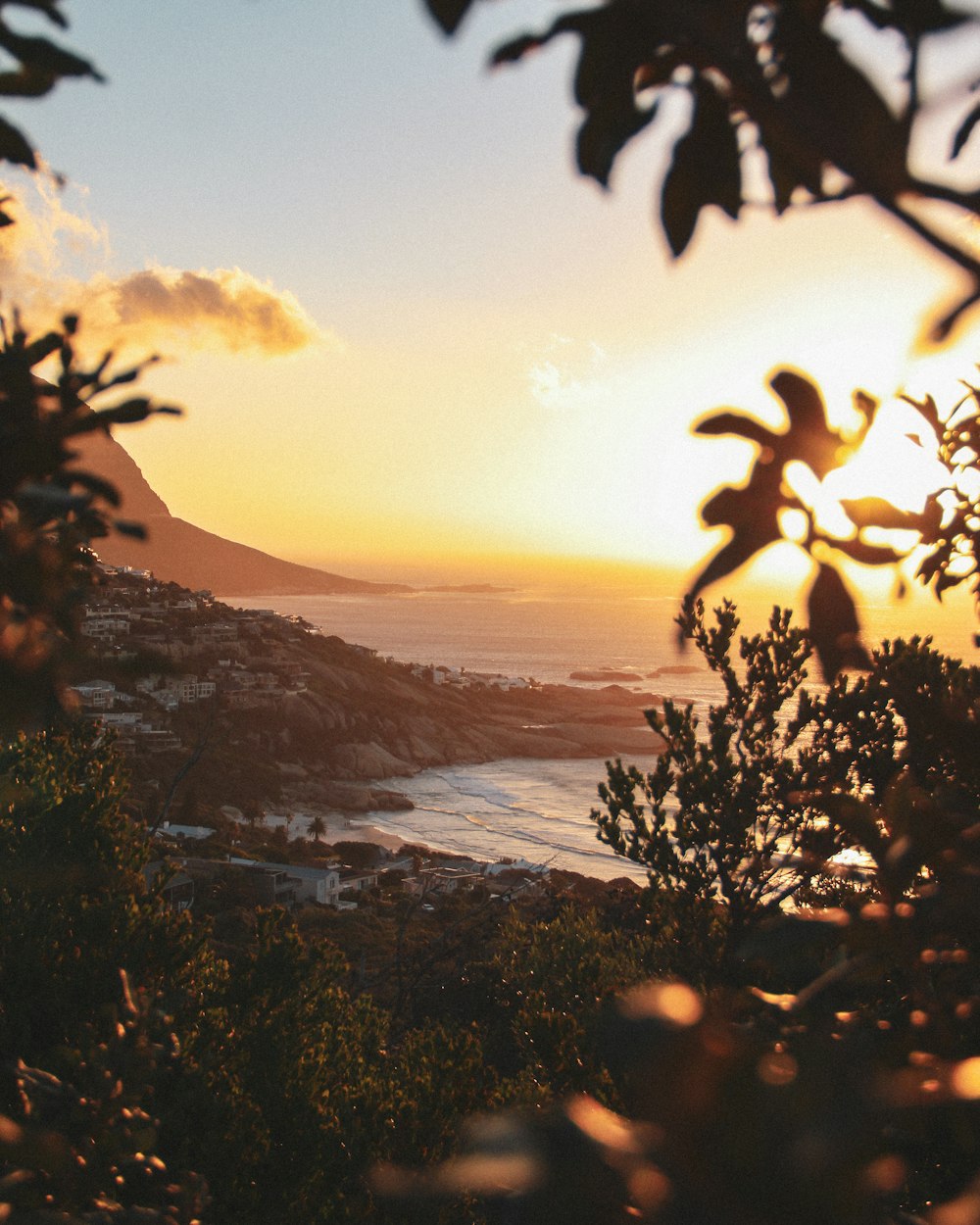 green tree near body of water during sunset