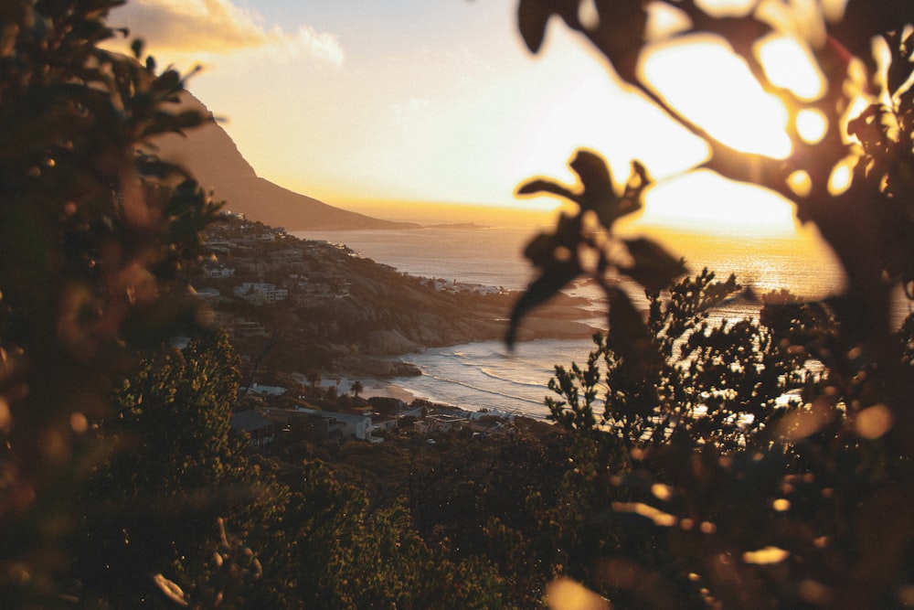 green plant near body of water during sunset