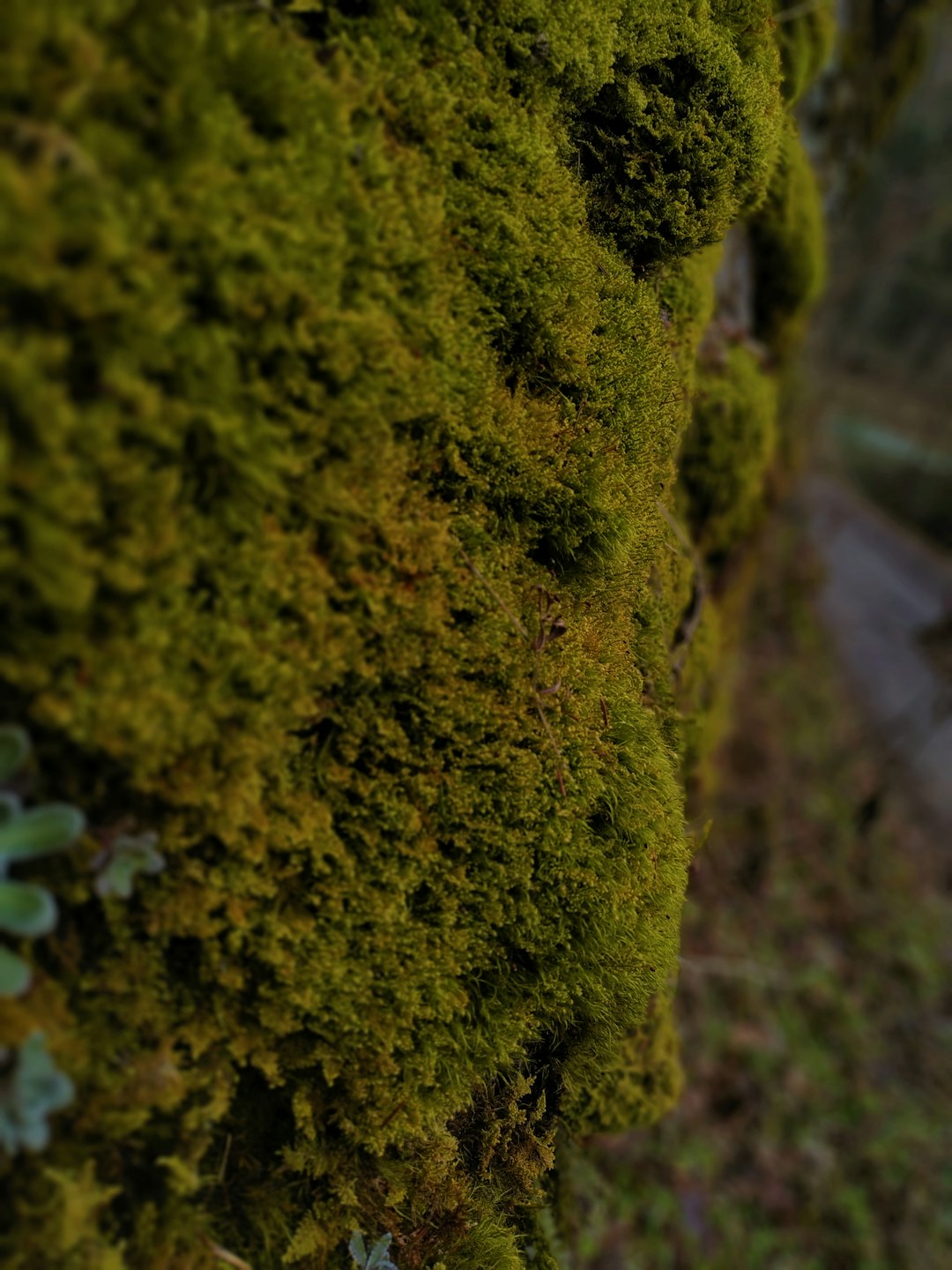 Forest photo spot Pieniny National Park Zakopane