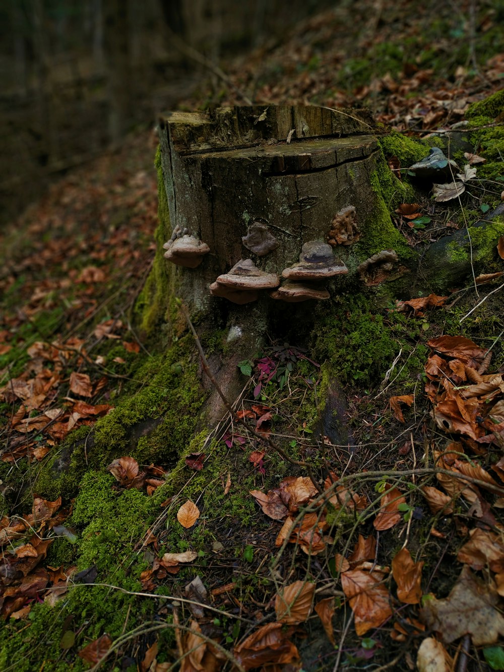 brown tree trunk on green grass