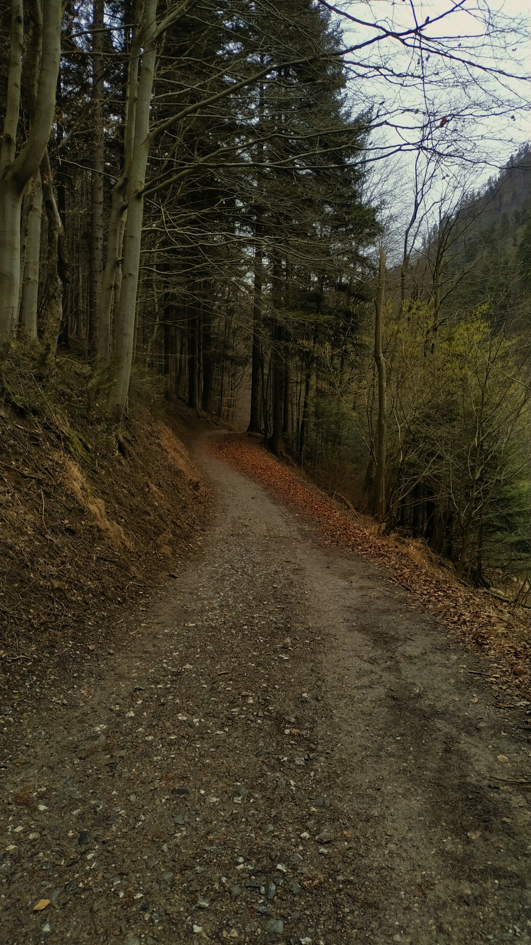 Forest photo spot Pieniny National Park Żywiec