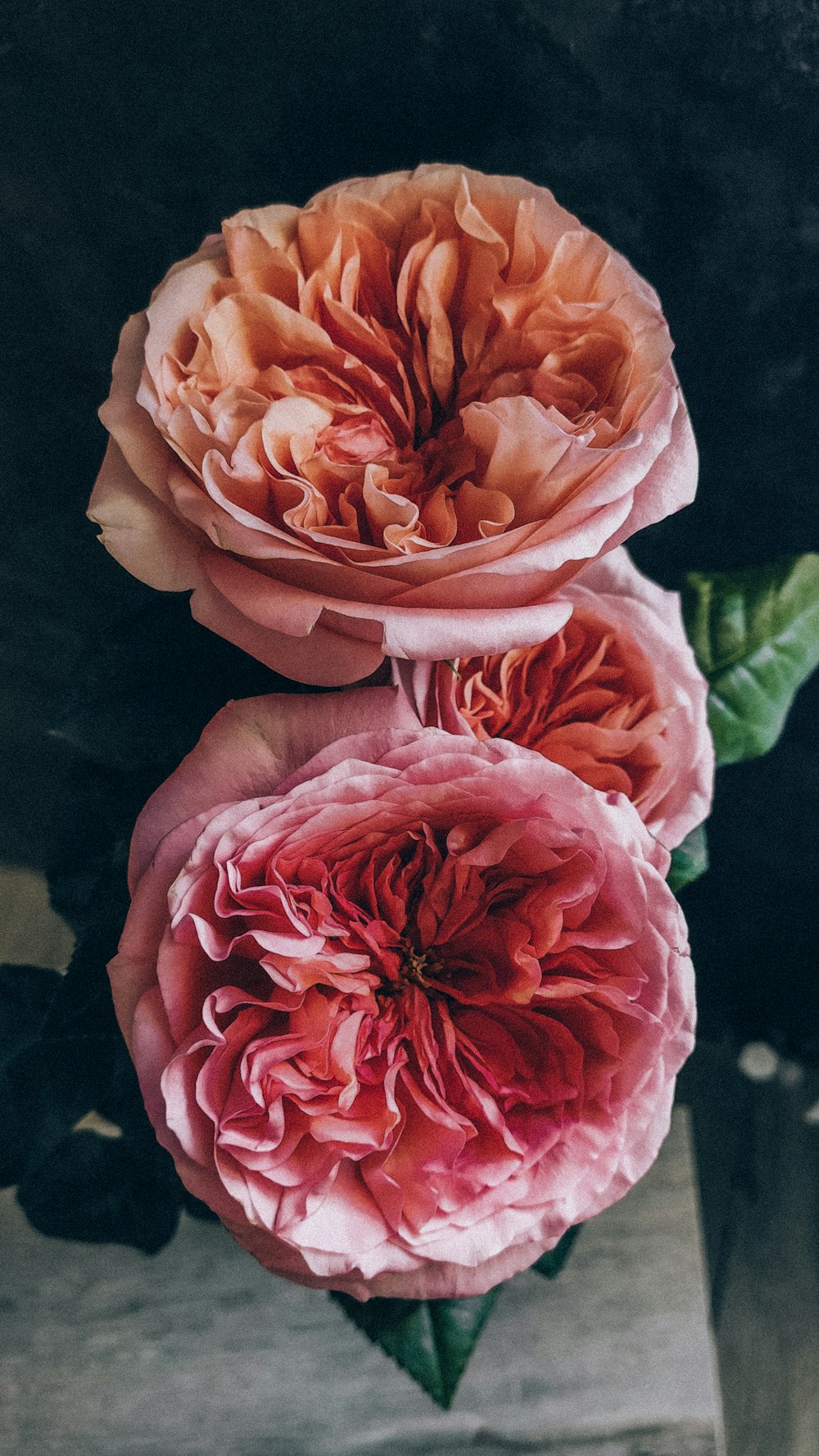 English Rose Pictures | Download Free Images on Unsplash