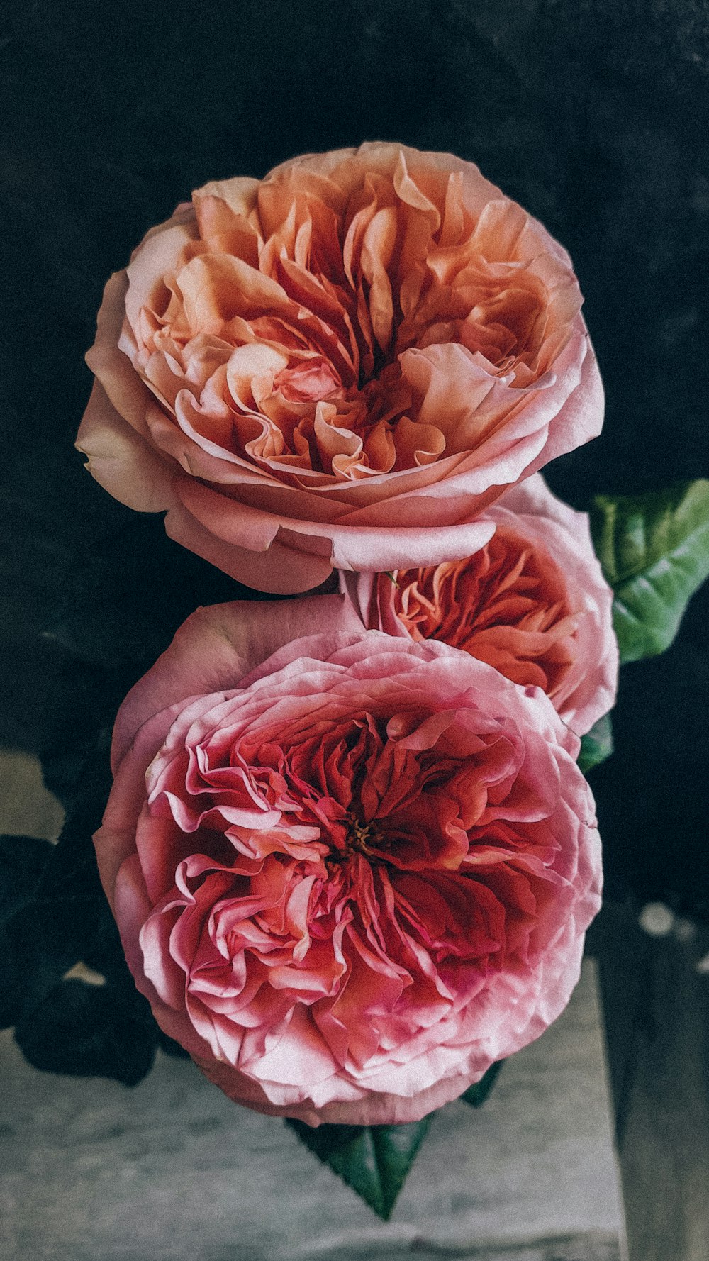 pink rose in bloom close up photo