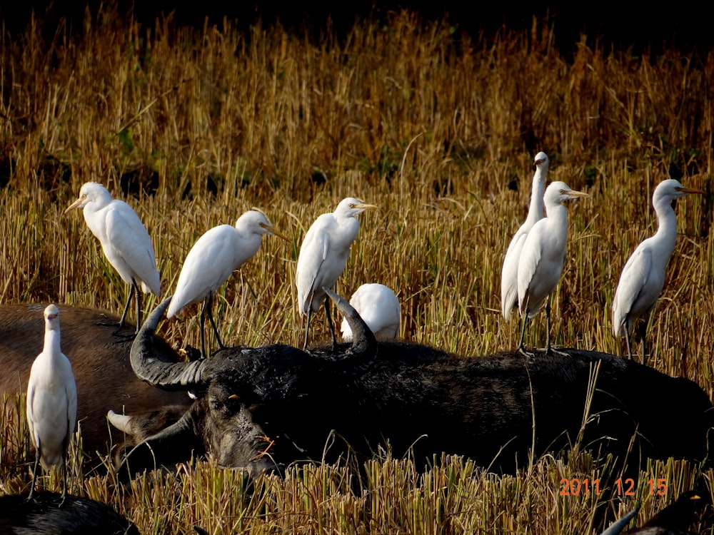 white birds on brown grass during daytime