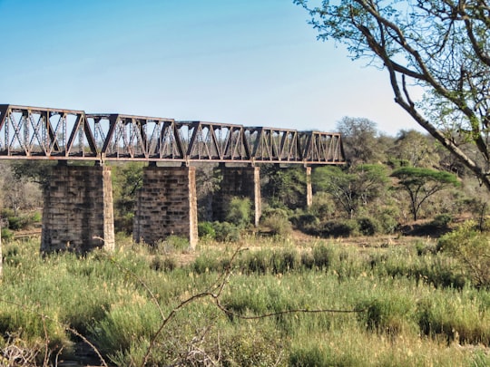 brown wooden bridge over green grass field during daytime in Skukuza South Africa