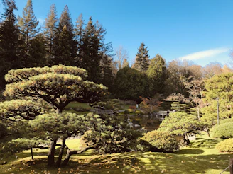 A serene backyard showing a perfectly pruned ornamental tree, highlighting the art of shaping nature.