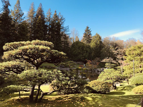 A serene backyard showing a perfectly pruned ornamental tree, highlighting the art of shaping nature.