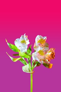 A vibrant floral arrangement featuring Alstroemeria flowers with white petals and yellow centers, set against a striking pink to purple gradient background.
