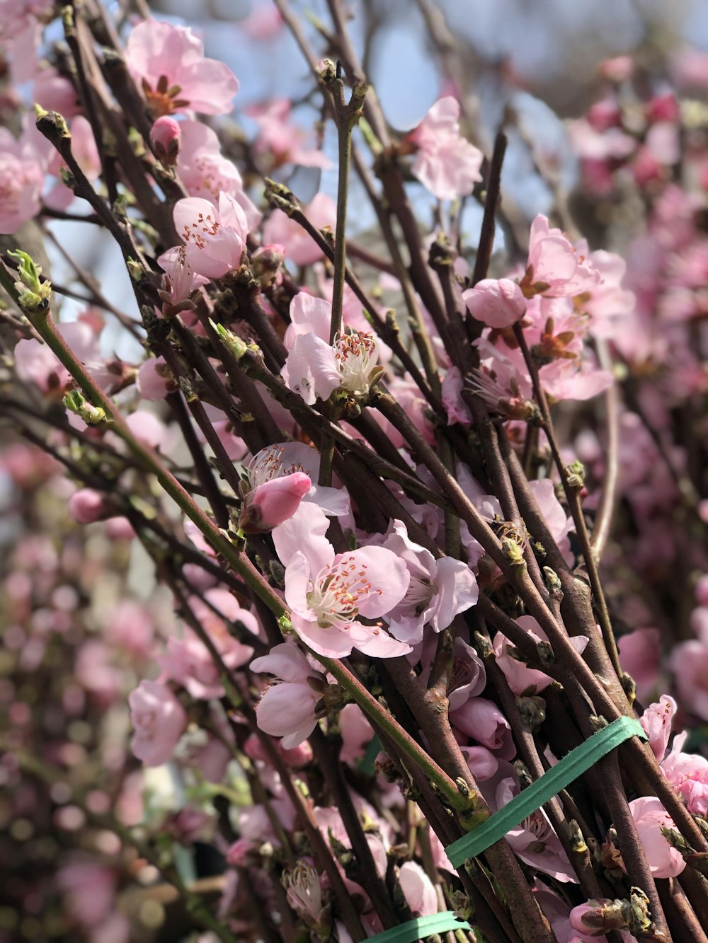 pink flowers in tilt shift lens