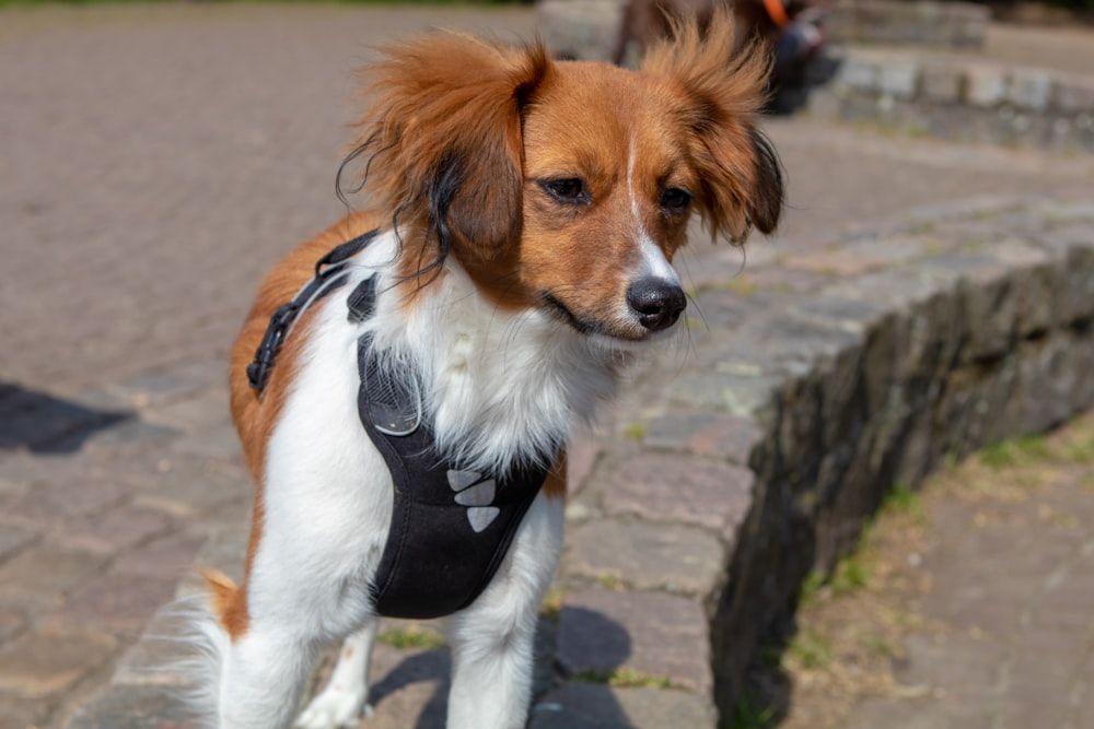 white brown and black short coat small dog