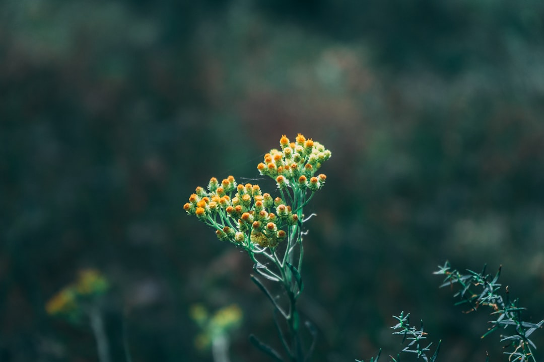 yellow flower in tilt shift lens