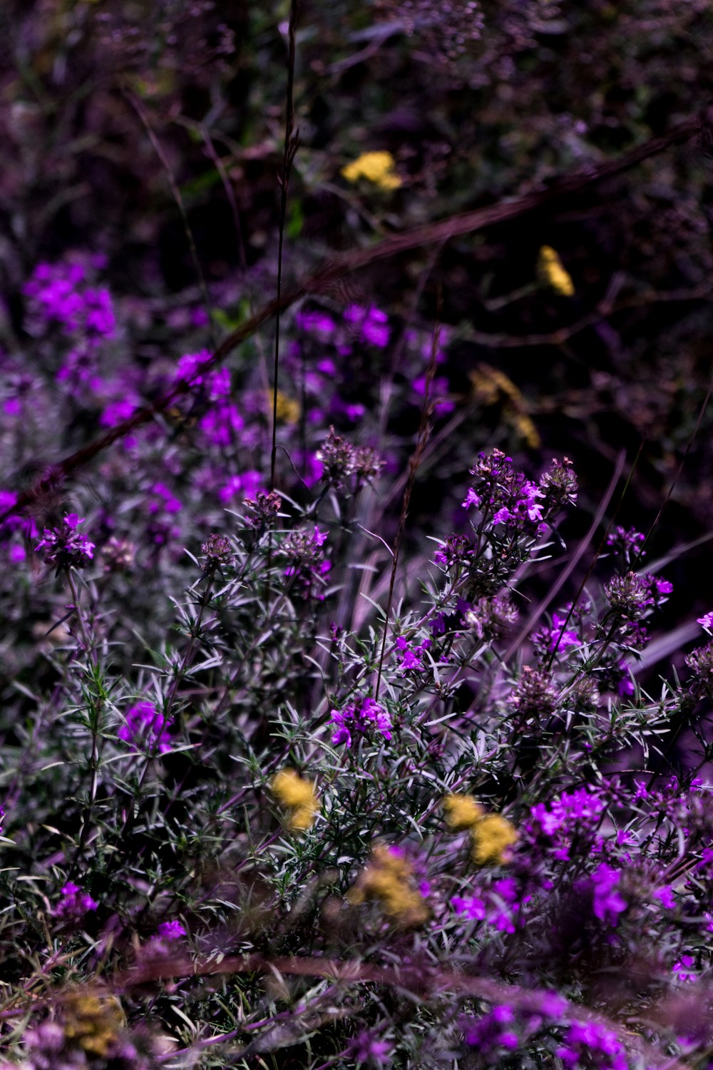 purple and yellow flowers during daytime