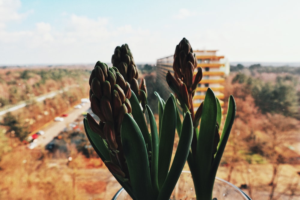 planta verde em solo marrom durante o dia