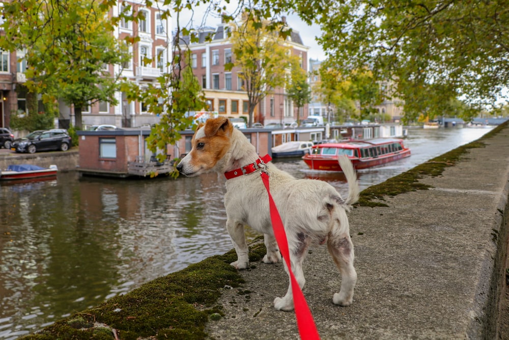 white and brown short coated dog on water