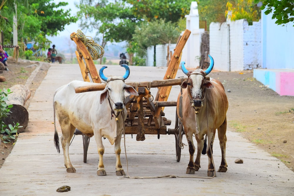 white cow on road during daytime