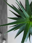 green plant in close up photography