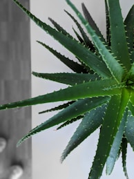 green plant in close up photography
