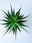 green plant in white background