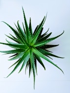 green plant in white background