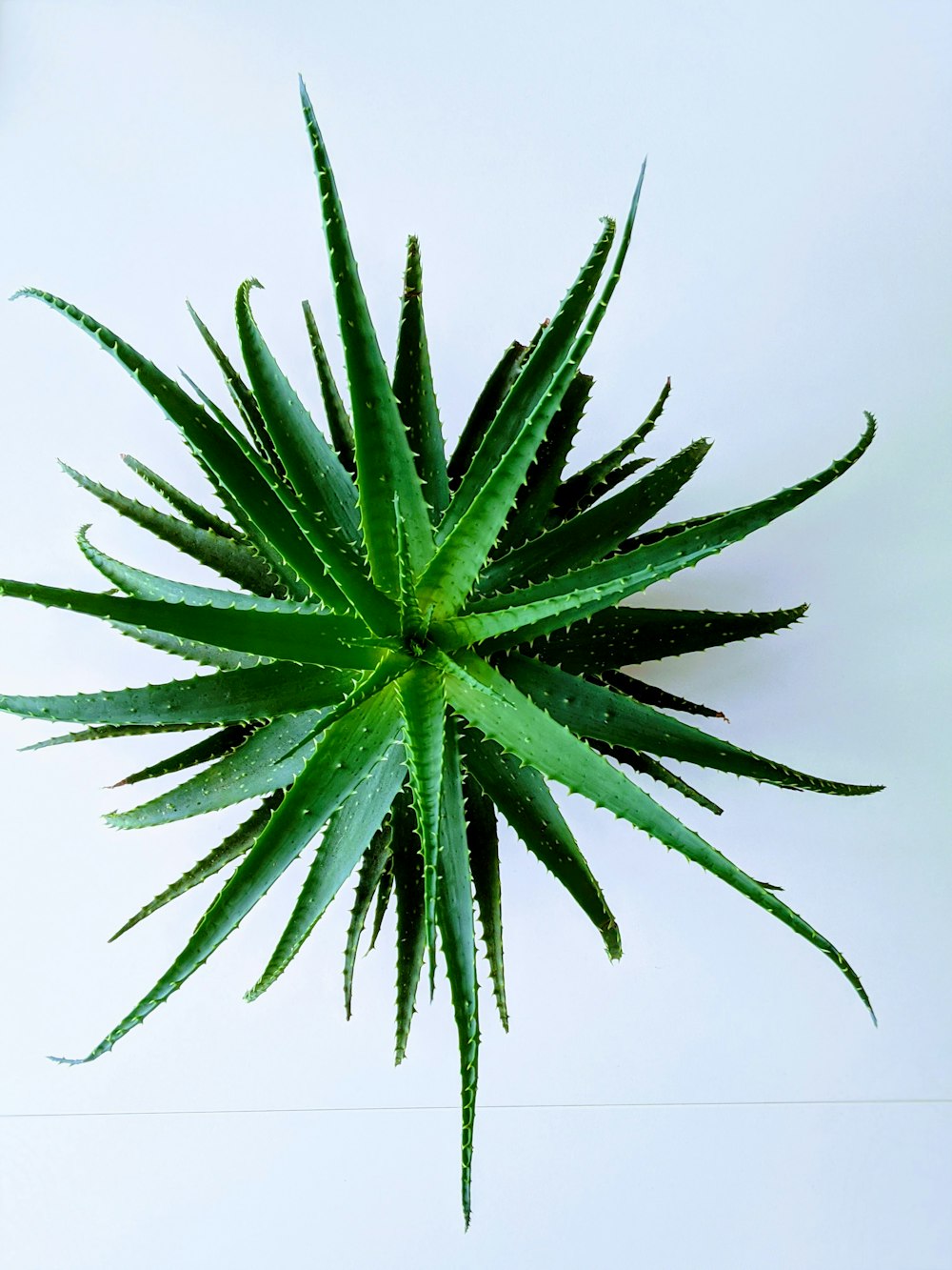 green plant in white background