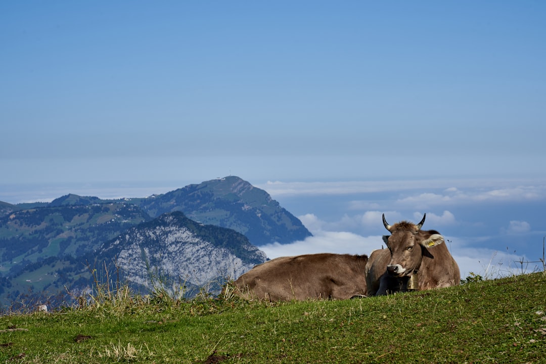 brown cow on green grass field near mountain during daytime