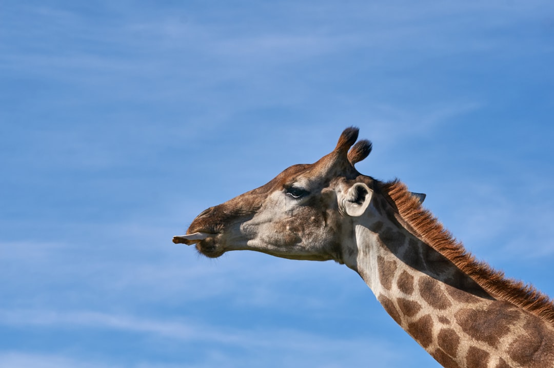 brown giraffe under blue sky during daytime