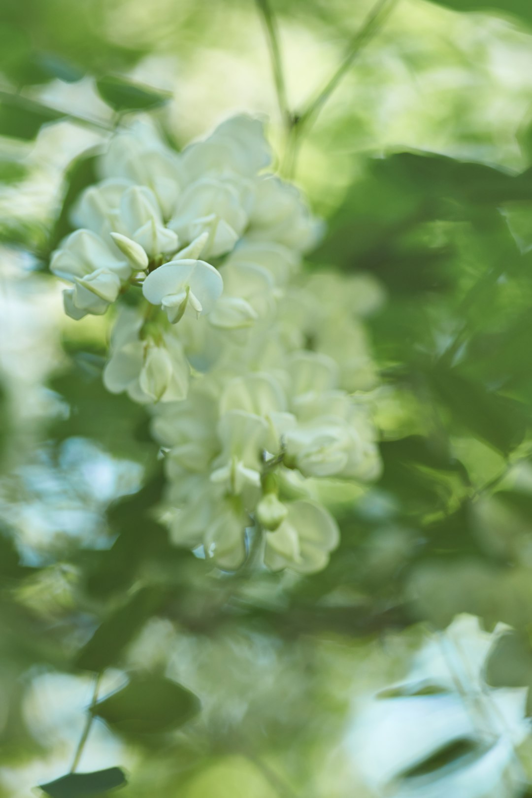 green flower in tilt shift lens