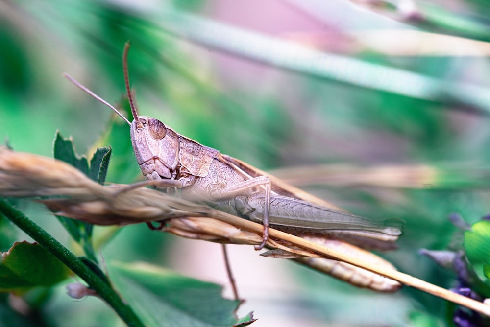 brown grasshopper on green leaf