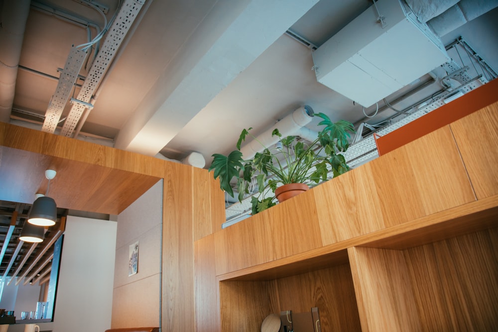 green potted plant on brown wooden shelf