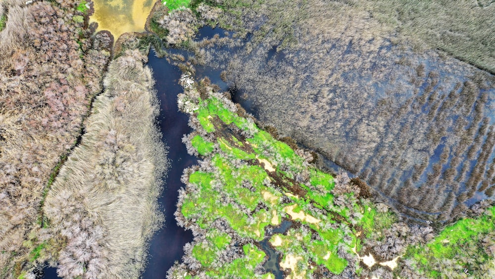 green water lilies on river