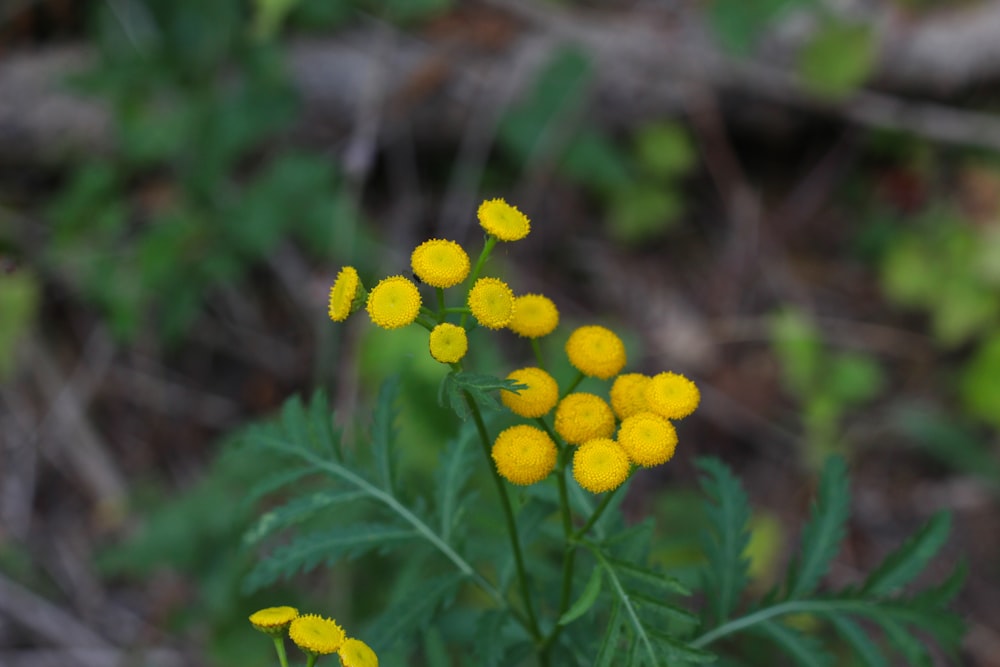 yellow flower in tilt shift lens