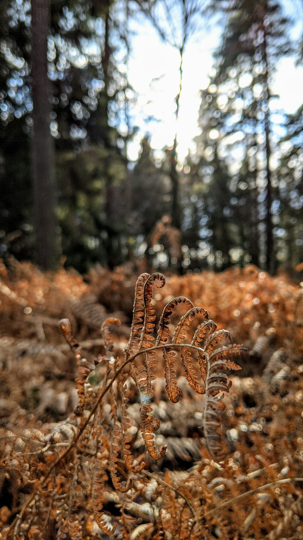 brown plant on brown field during daytime